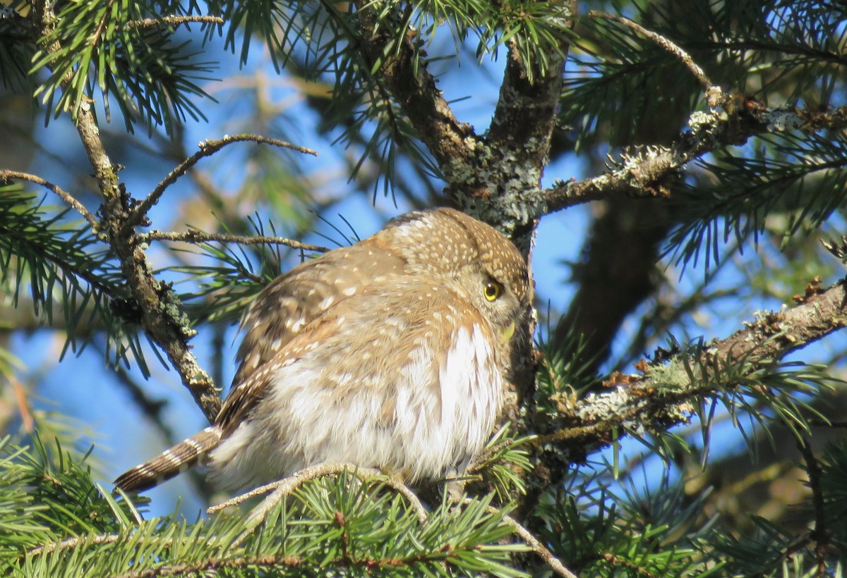 Northern Pygmy-Owl - ML300728951