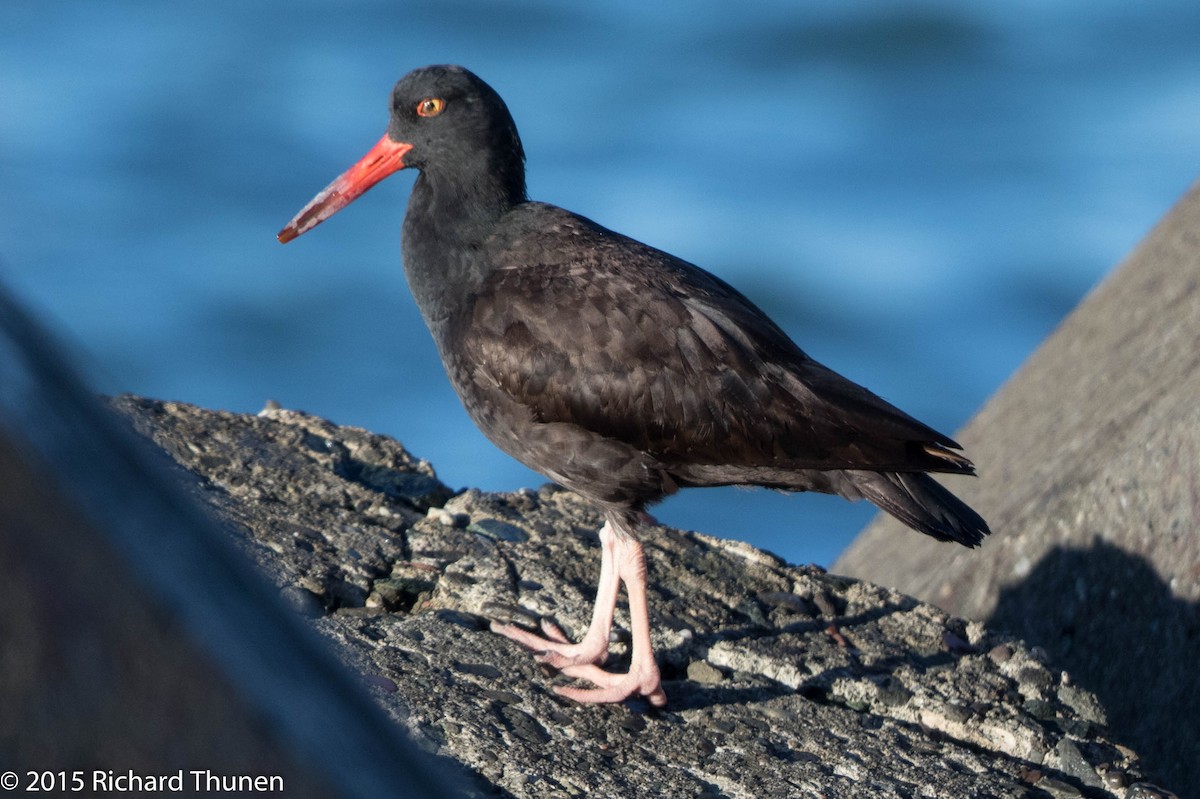 Black Oystercatcher - ML300729151