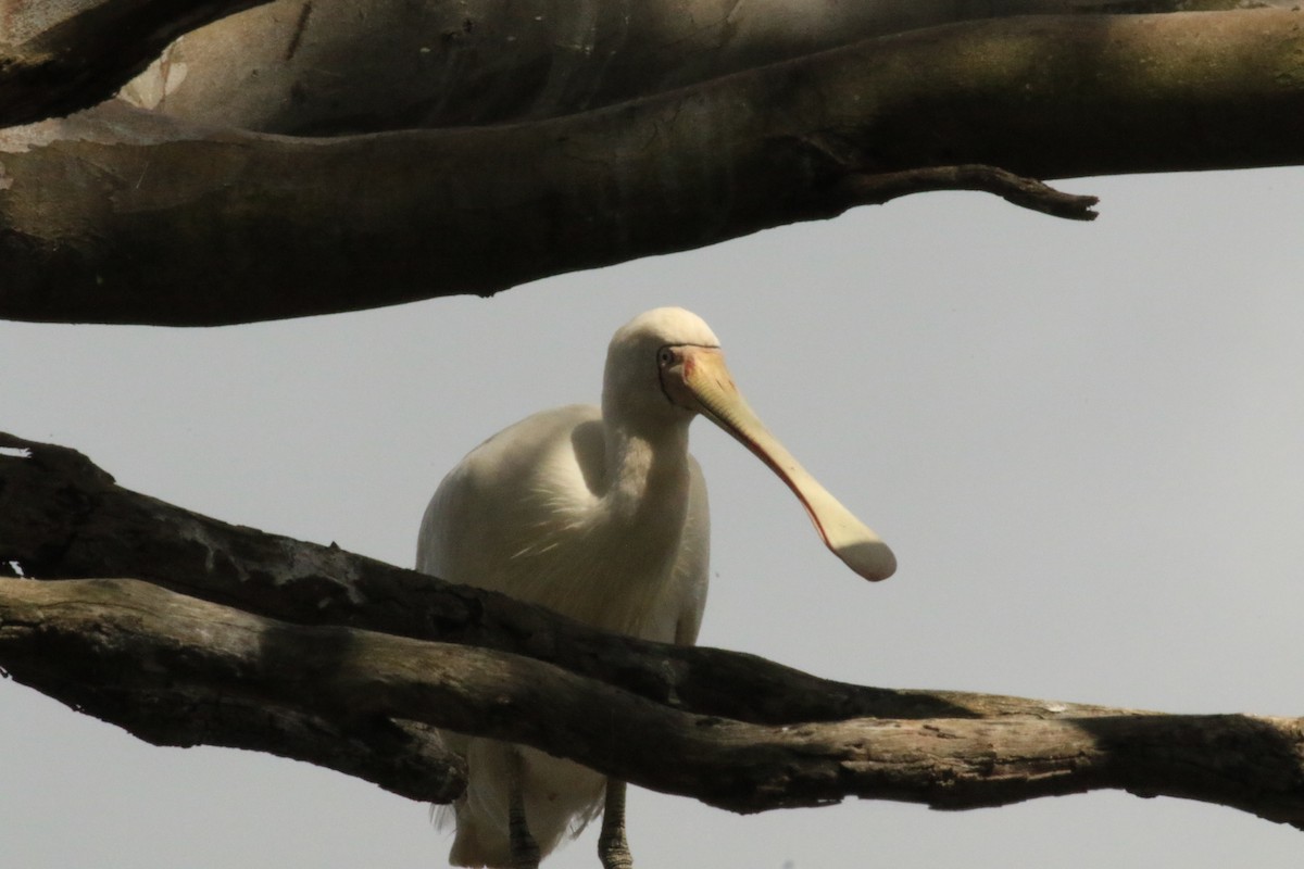 Yellow-billed Spoonbill - ML300729381