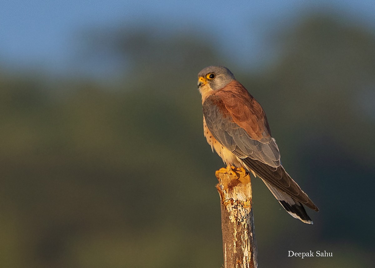 Lesser Kestrel - ML300732161