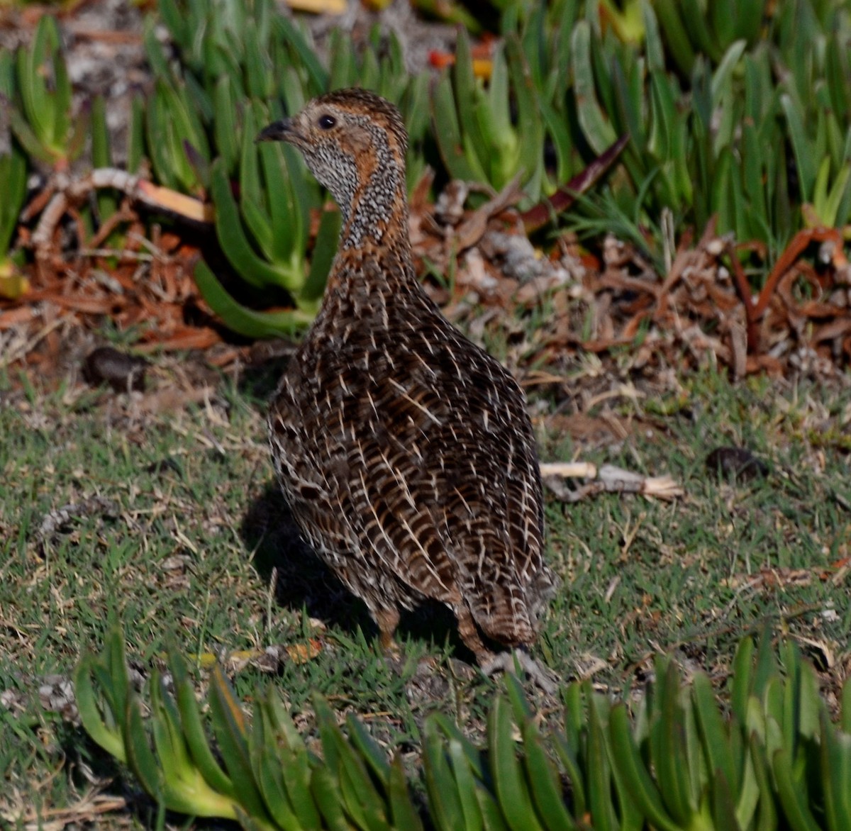 Gray-winged Francolin - ML300732721