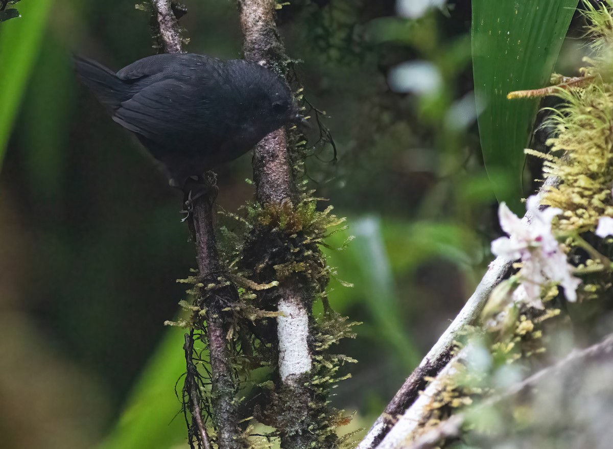 Paramillo Tapaculo - ML300732951