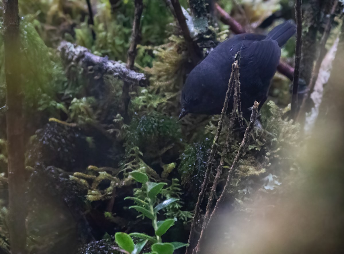 Paramillo Tapaculo - ML300733031