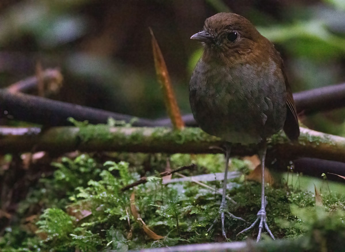 Urrao Antpitta - Joachim Bertrands