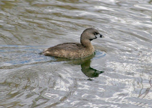 Pied-billed Grebe - ML300733291