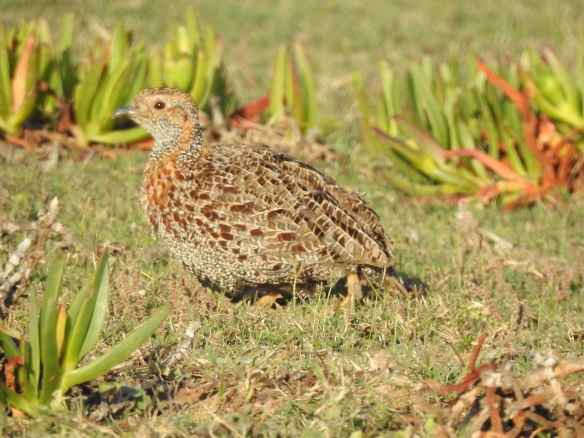 Gray-winged Francolin - ML300733501