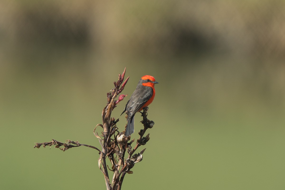 Vermilion Flycatcher - ML300733801