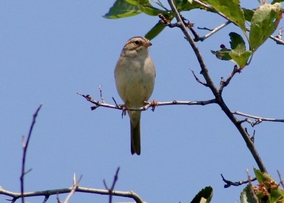 Clay-colored Sparrow - ML300734041