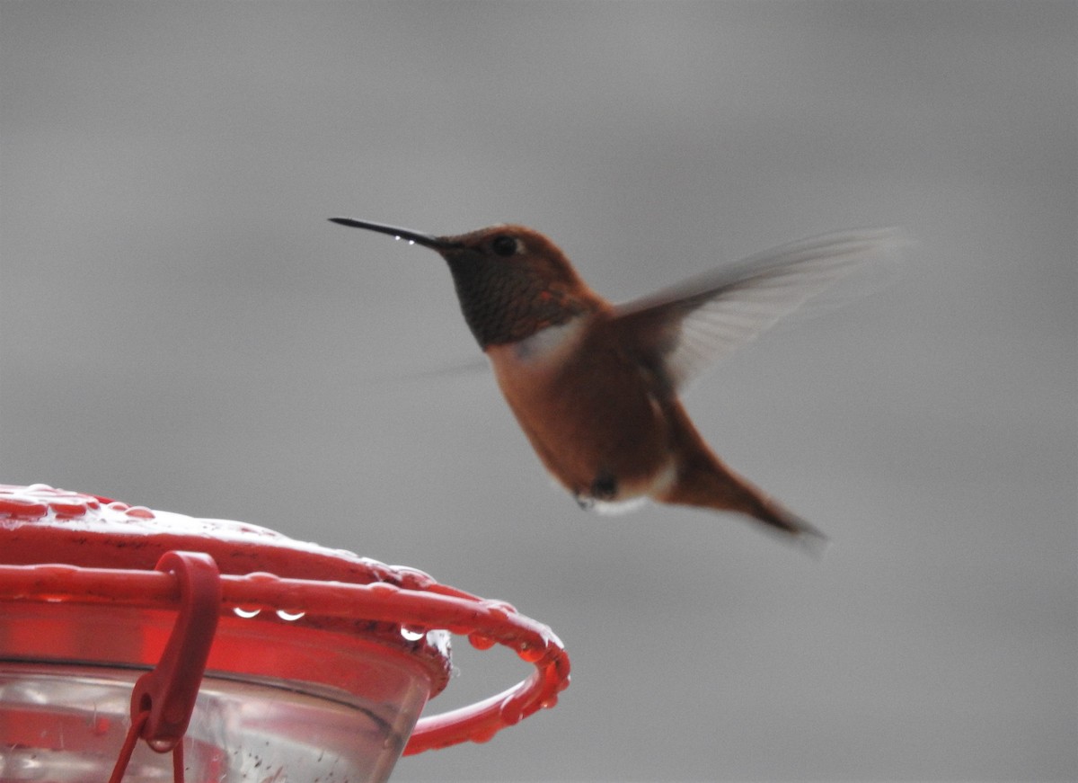 Rufous Hummingbird - ML300736401