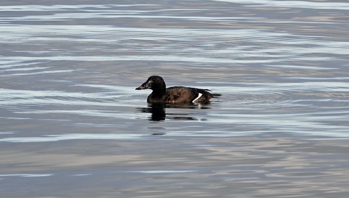 White-winged Scoter - ML300737001