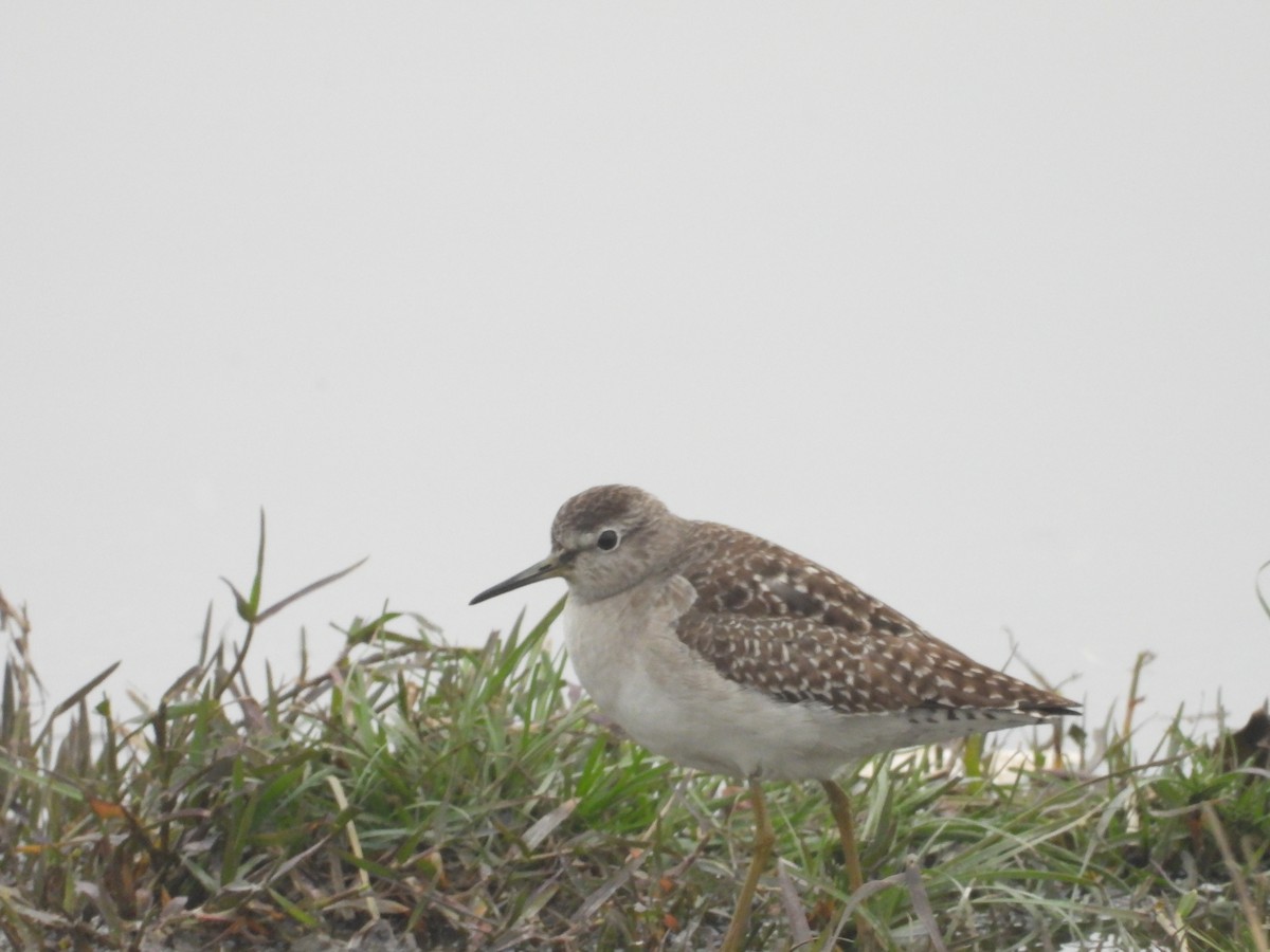 Wood Sandpiper - Lakshminarasimha  Ranganathan