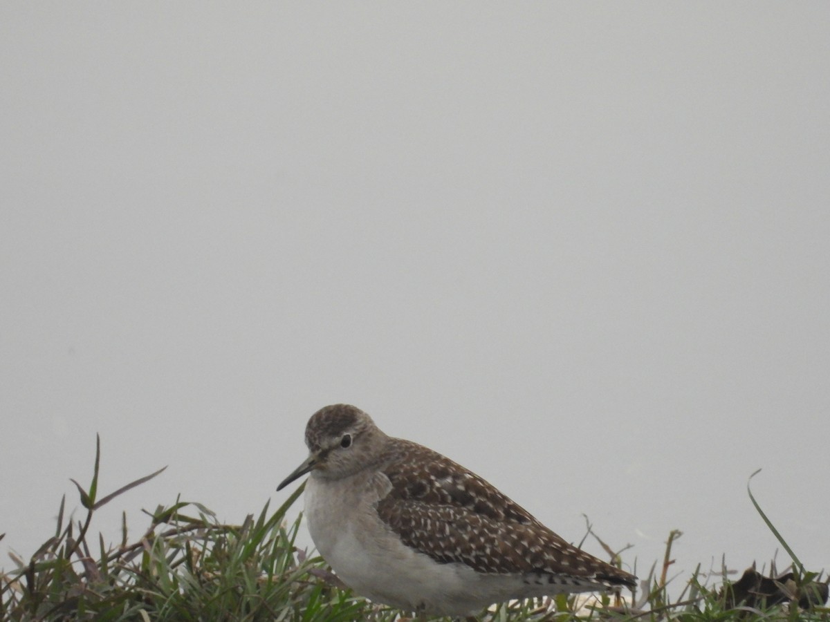 Wood Sandpiper - ML300737641