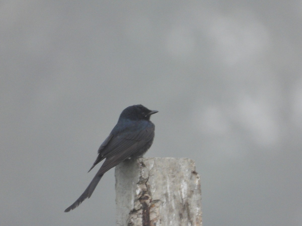 Black Drongo - ML300737681