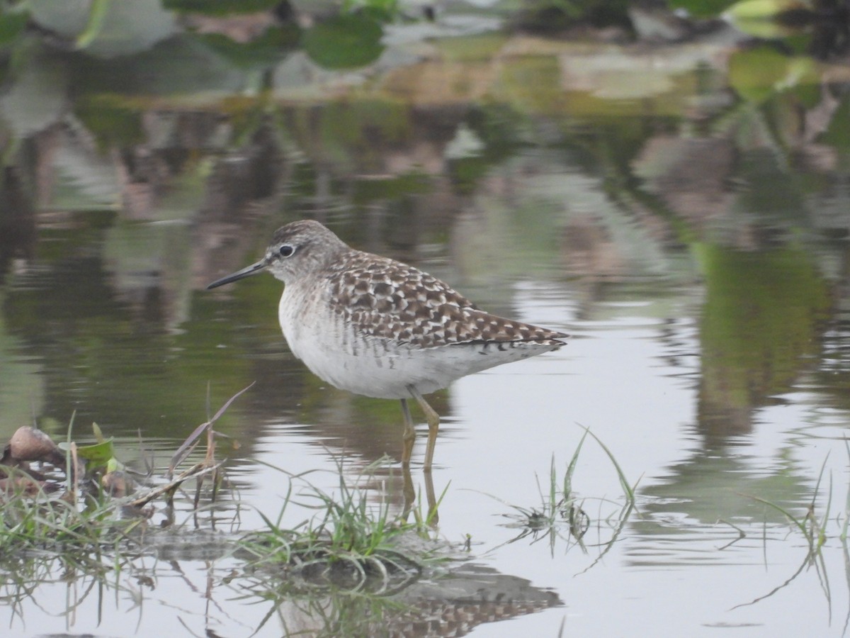 Wood Sandpiper - ML300738041