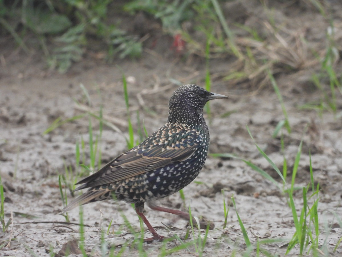 European Starling - ML300738121