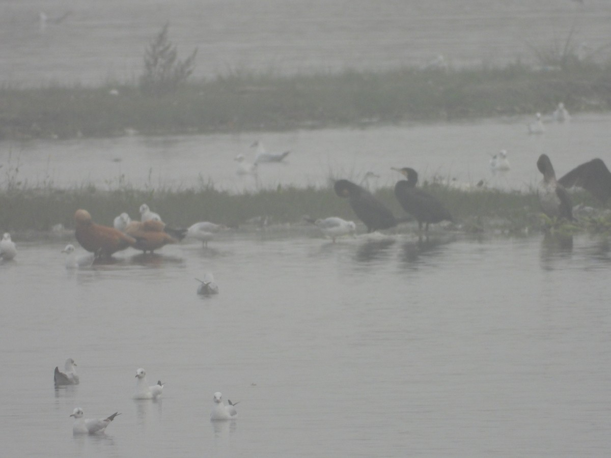 Ruddy Shelduck - ML300738211