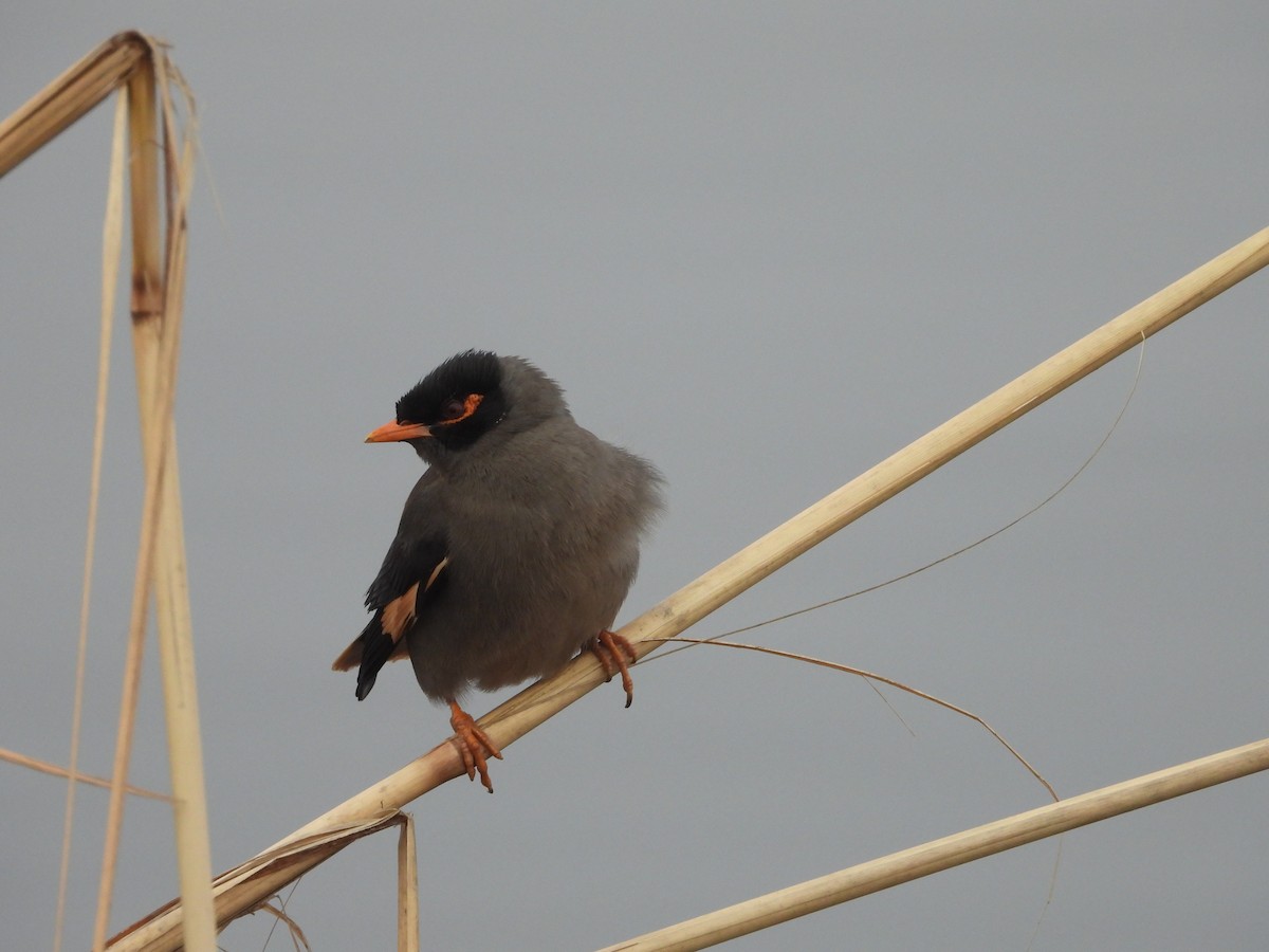 Bank Myna - ML300738221