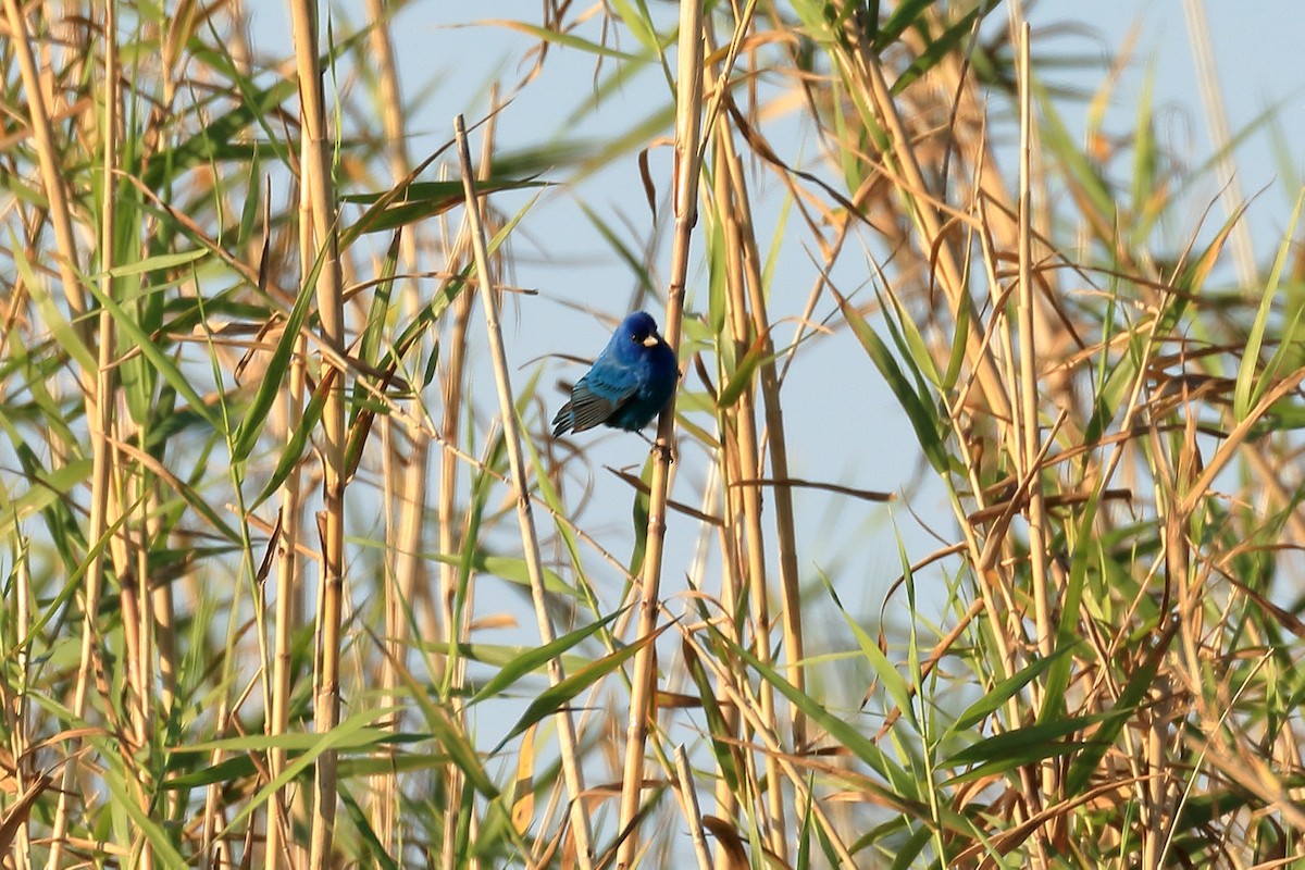 Indigo Bunting - ML30073841