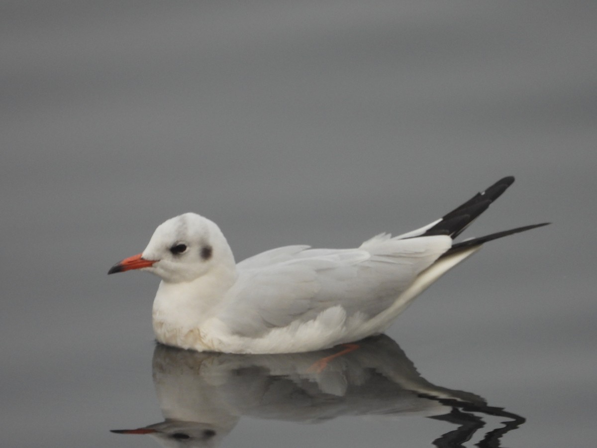 Black-headed Gull - ML300738511