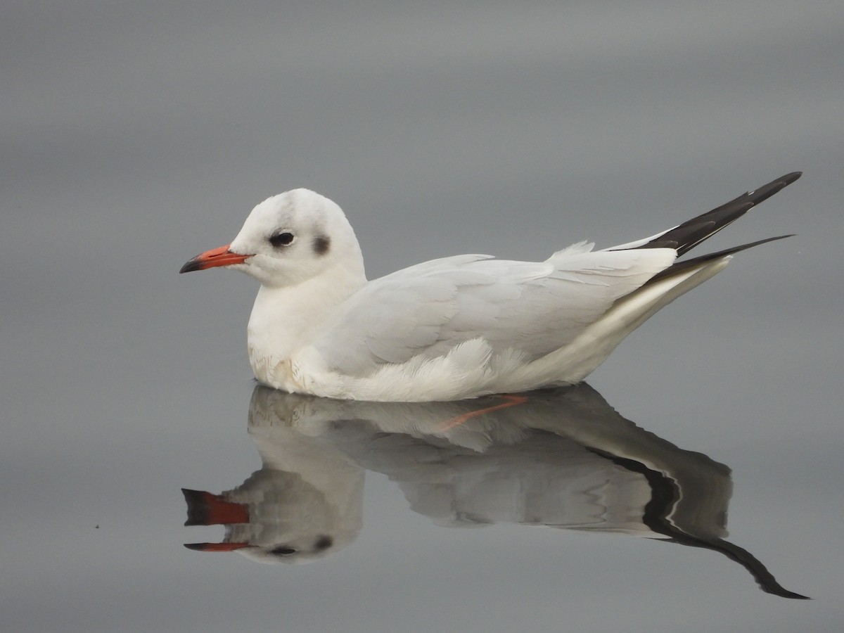 Black-headed Gull - ML300738531