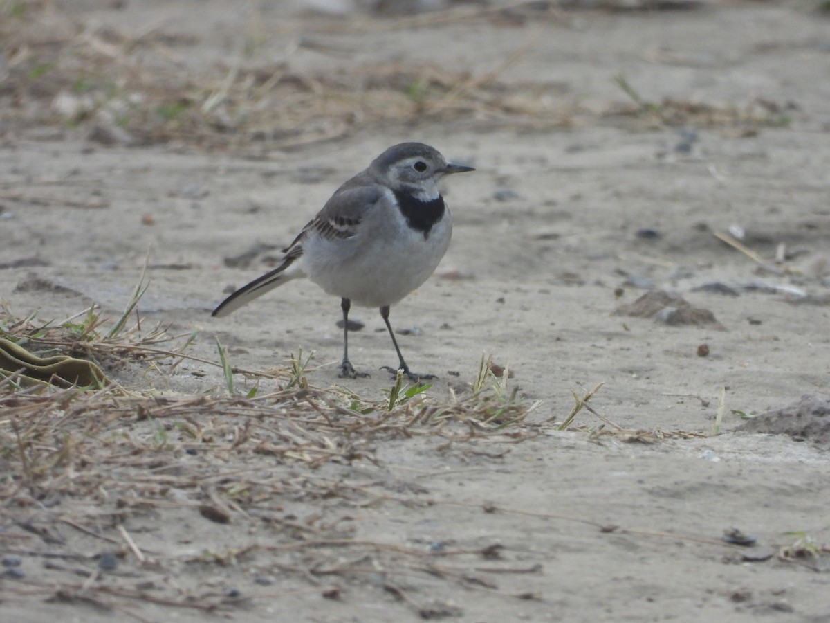 White Wagtail - Lakshminarasimha  Ranganathan