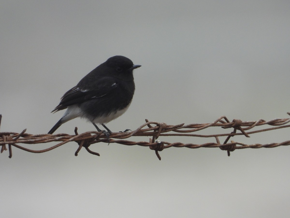 Pied Bushchat - ML300738651