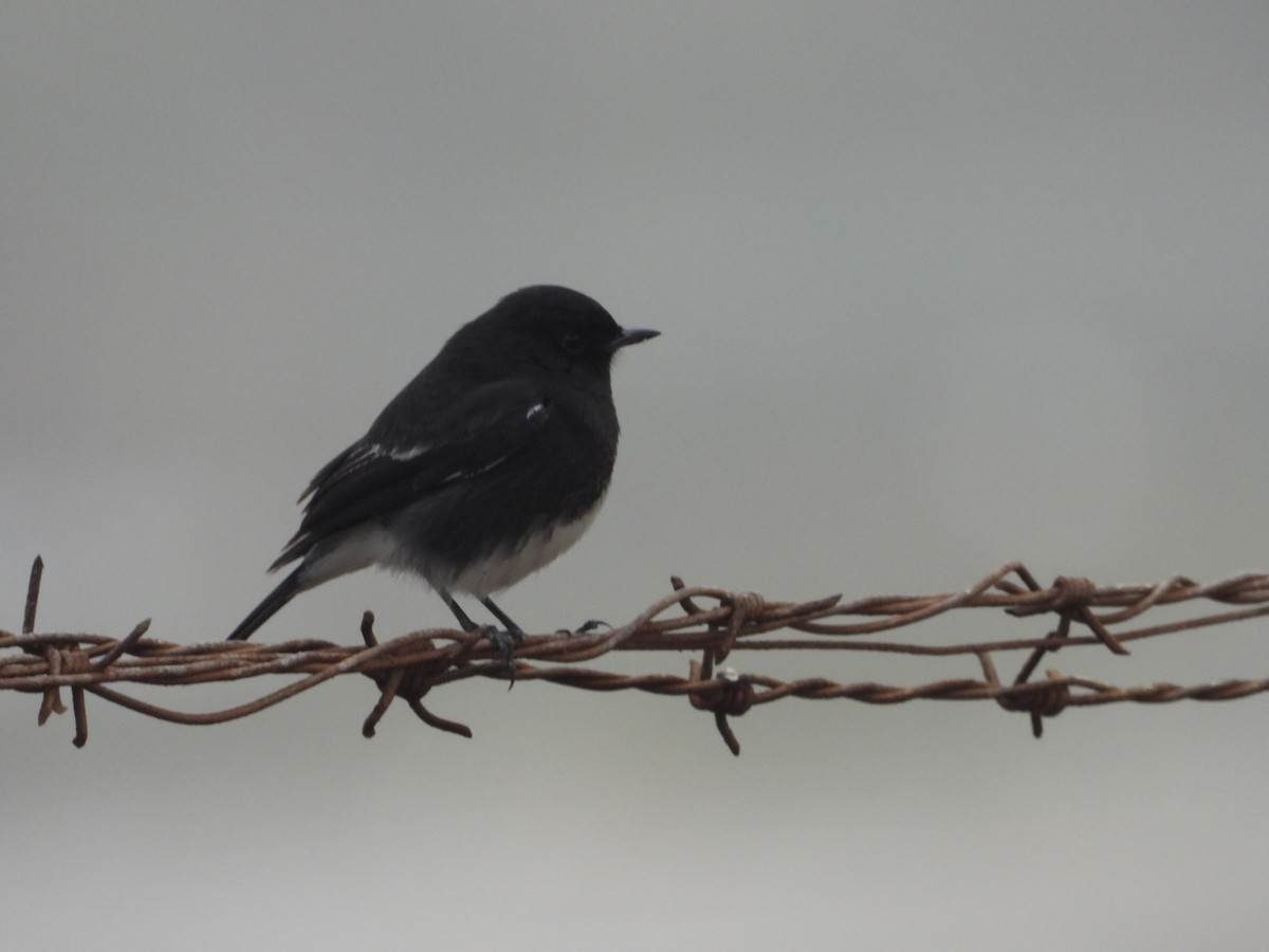 Pied Bushchat - ML300738661