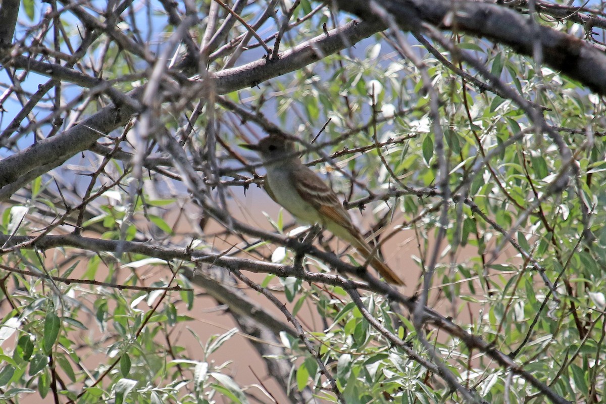 Ash-throated Flycatcher - ML30073871