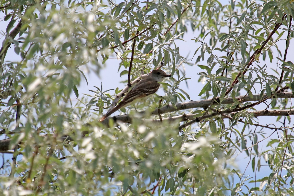 Ash-throated Flycatcher - ML30073881