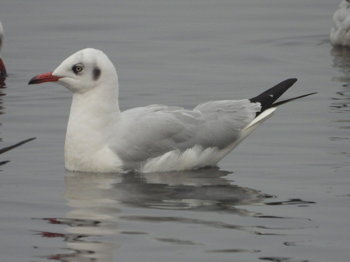 Brown-headed Gull - ML300738921