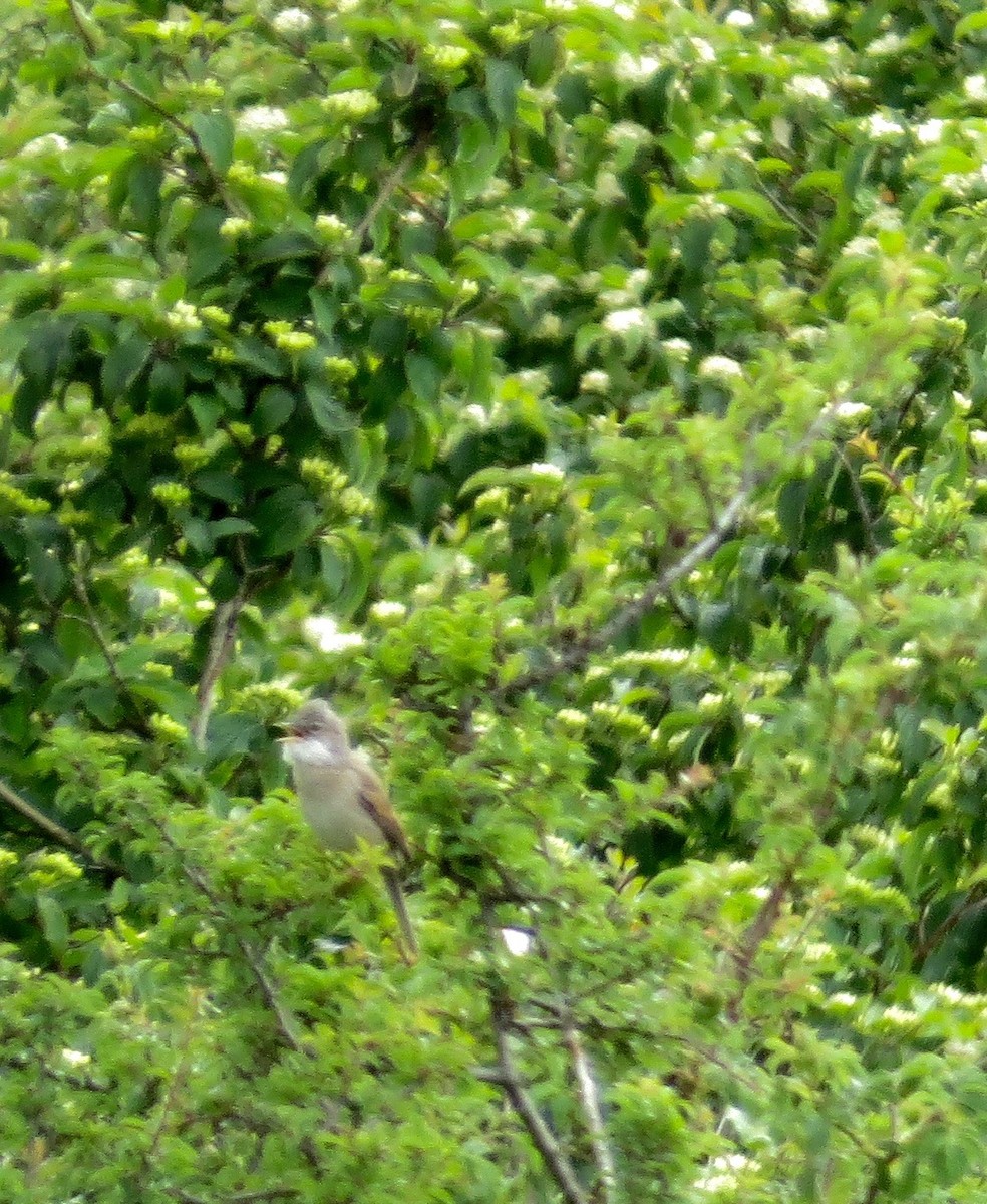 Greater Whitethroat - ML30073951