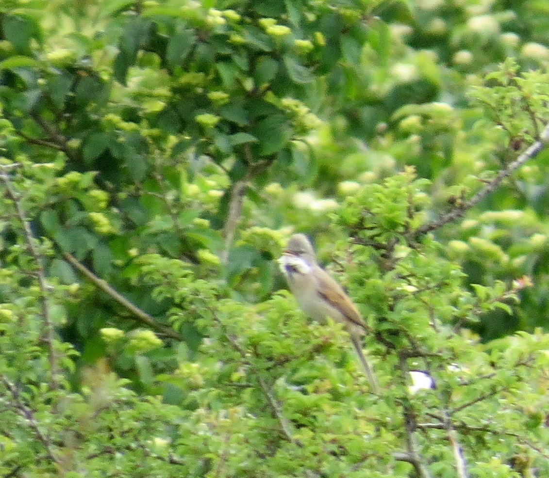 Greater Whitethroat - ML30073981