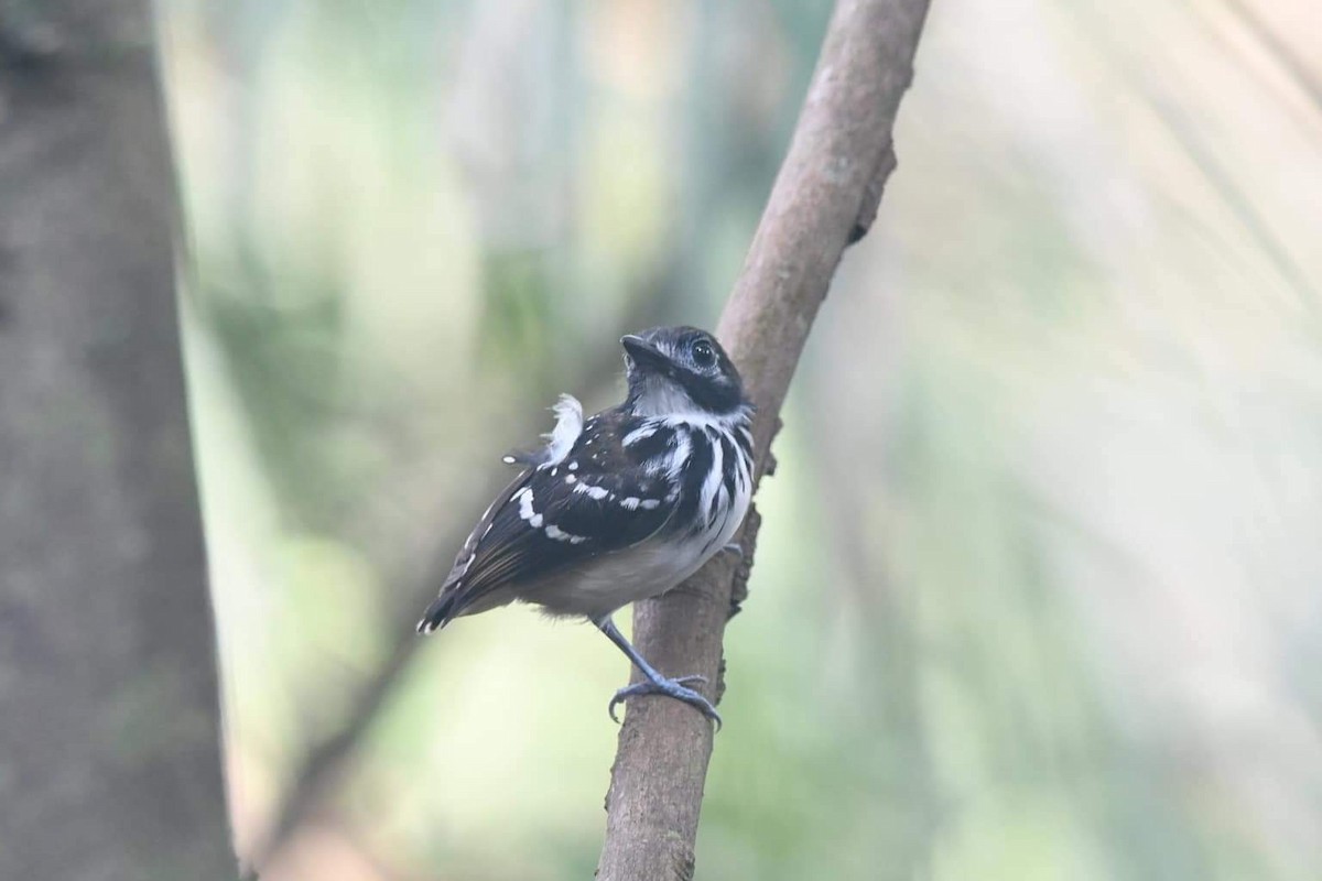 Dot-backed Antbird - George Dávila