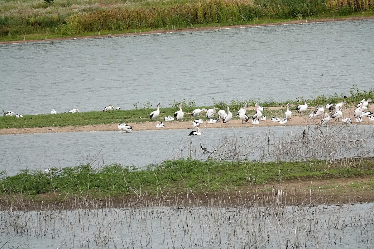 Australian Pelican - ML300741061