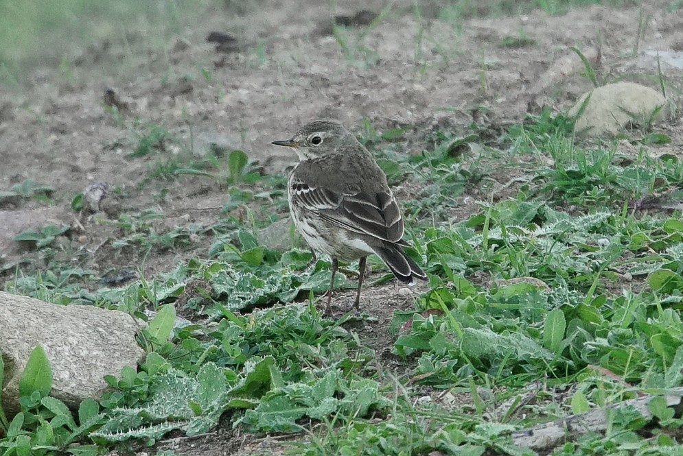 American Pipit - ML300741561