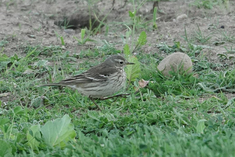 American Pipit - ML300741571