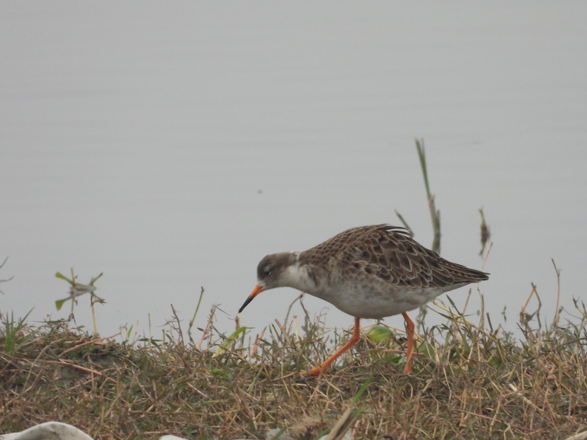 Ruff - Lakshminarasimha  Ranganathan