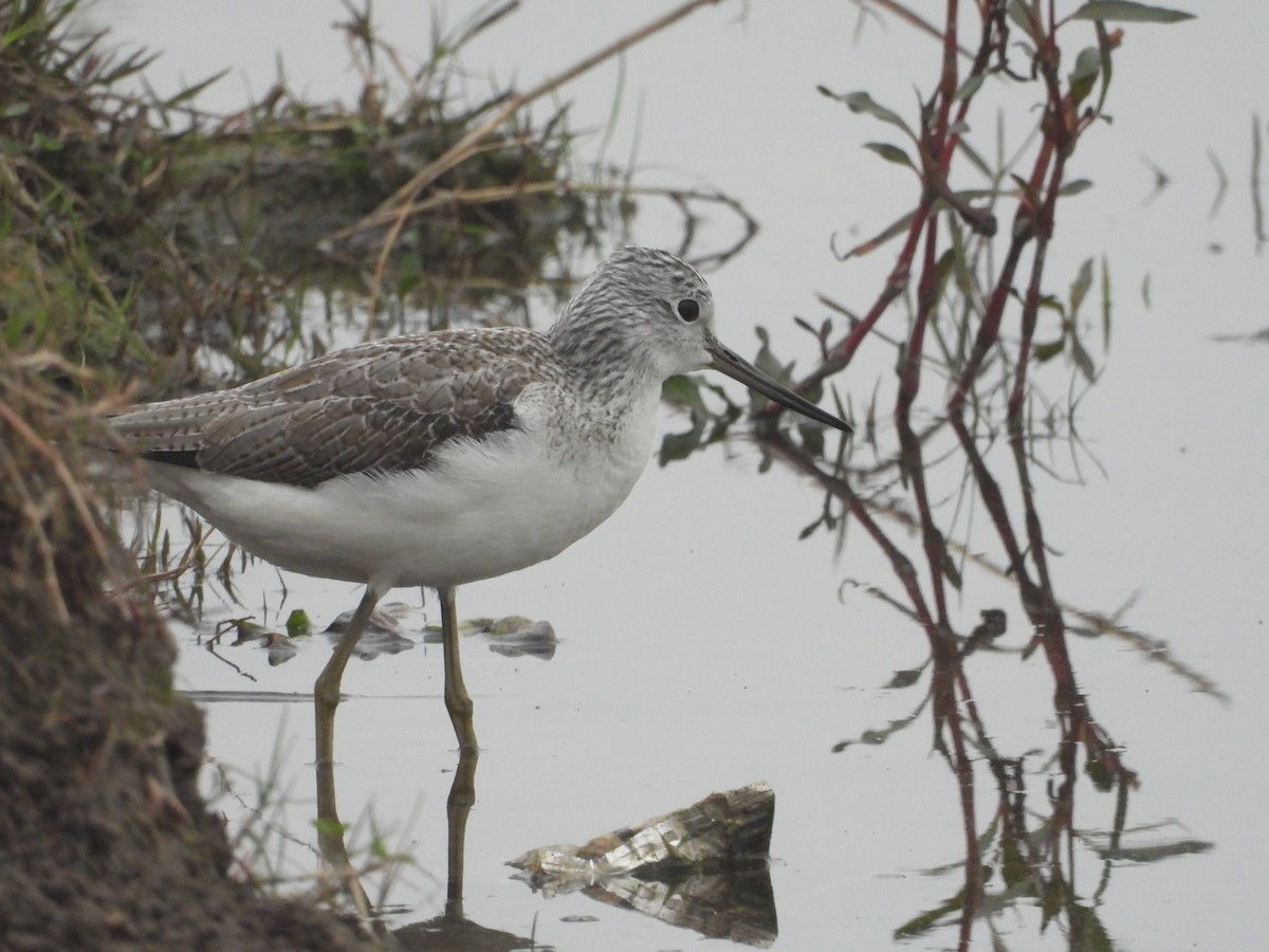 gluttsnipe - ML300742851