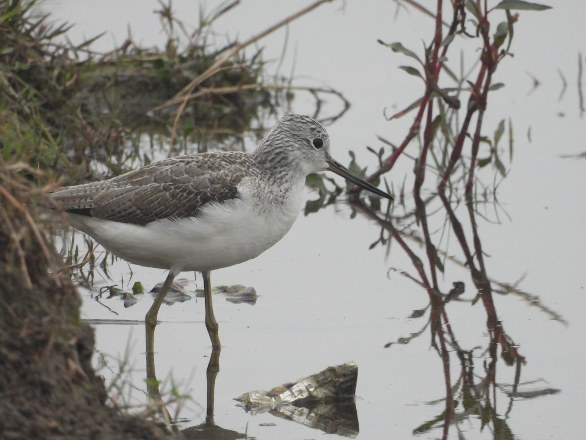 Common Greenshank - ML300742851