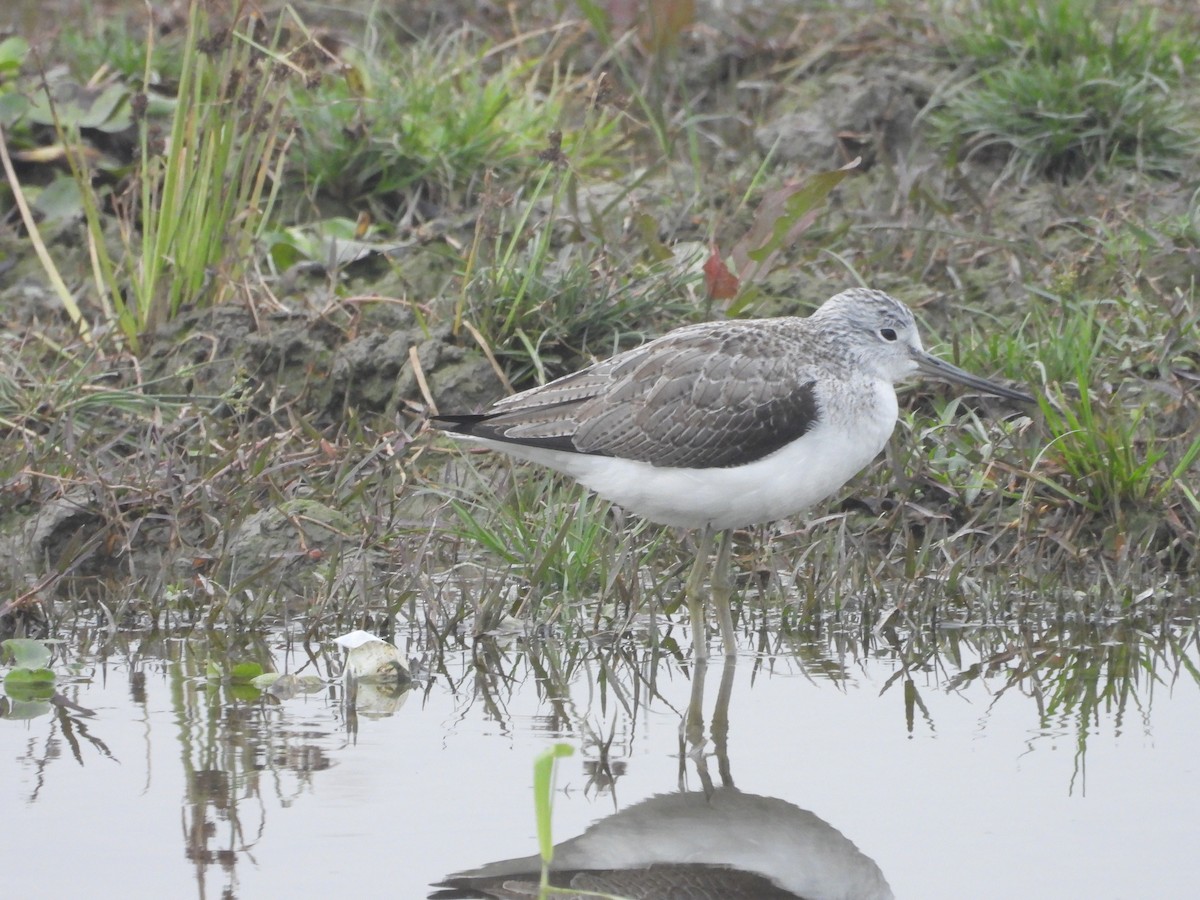 gluttsnipe - ML300742951