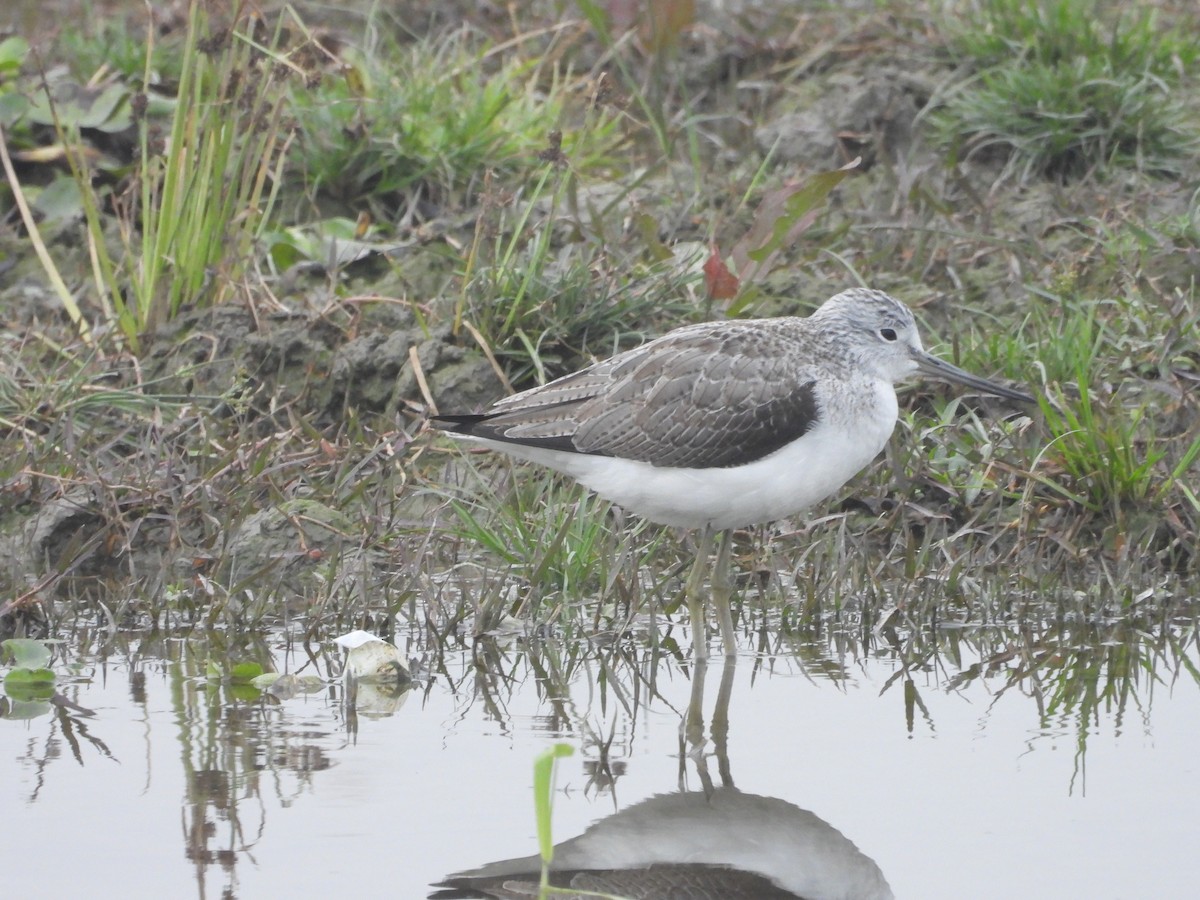 Common Greenshank - ML300742951