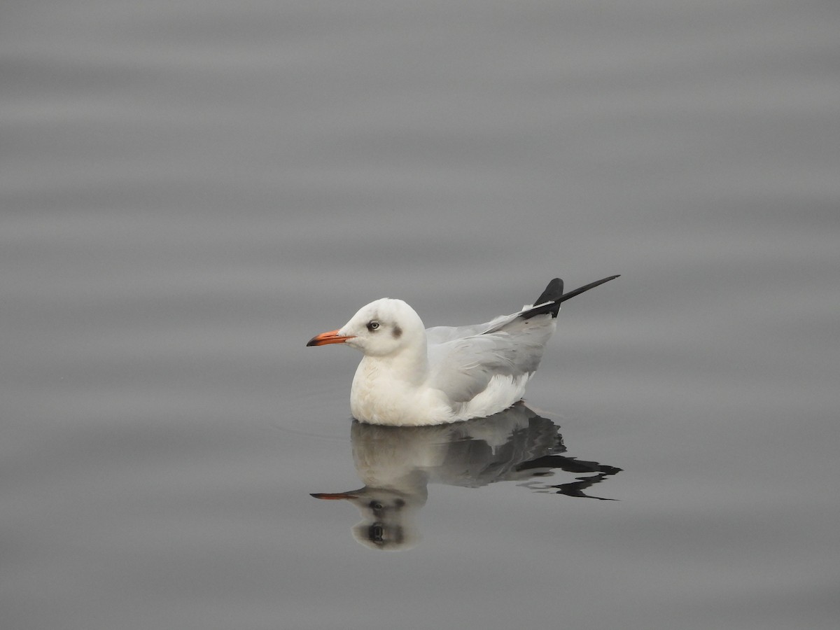 Brown-headed Gull - ML300743361