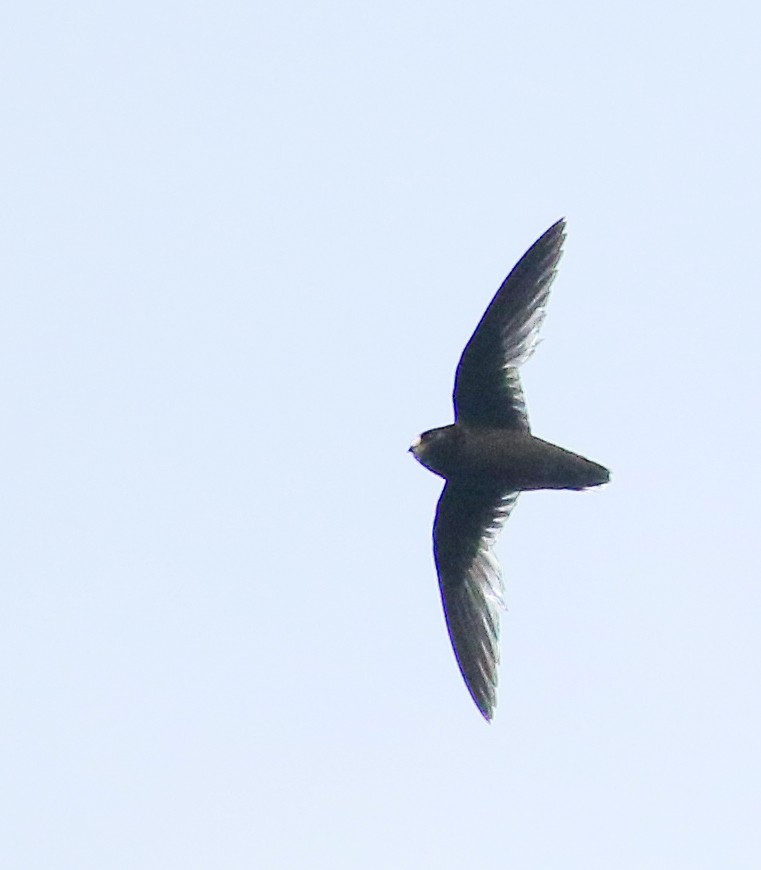 White-fronted Swift - Andrew Spencer