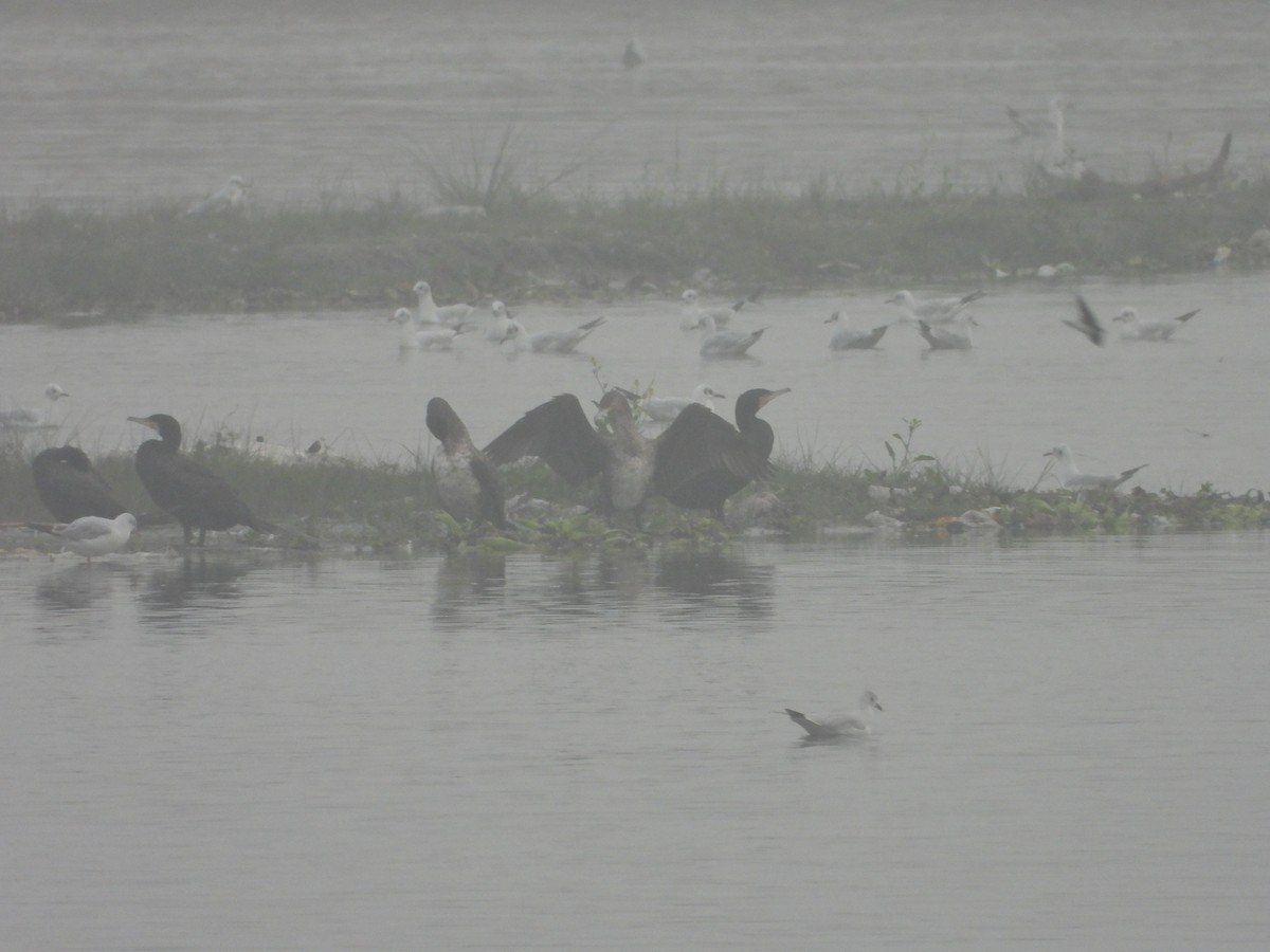 Indian Cormorant - Lakshminarasimha  Ranganathan