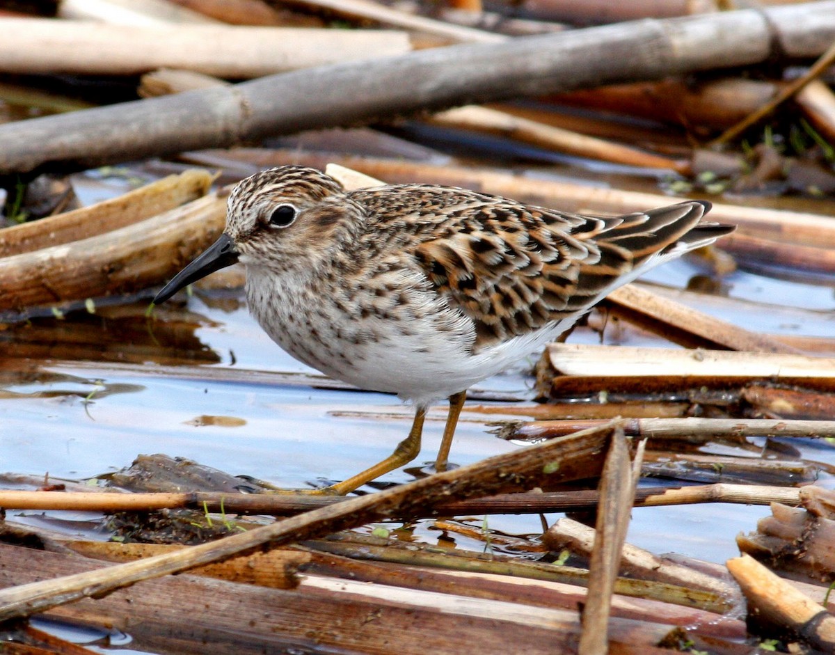 Least Sandpiper - ML30074421