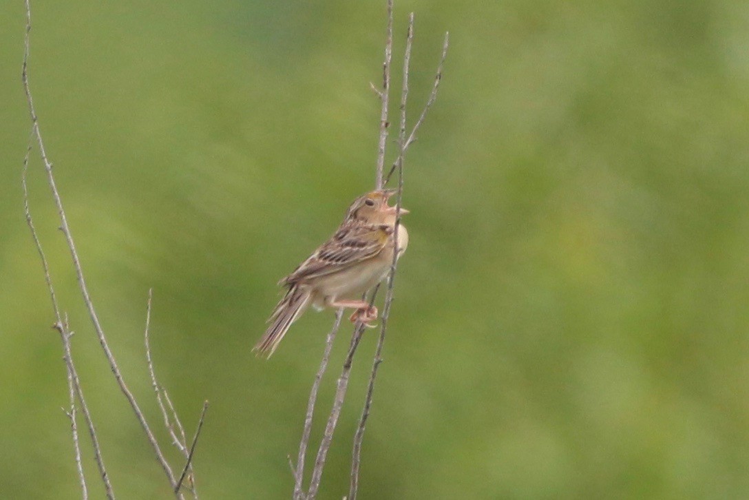 Grasshopper Sparrow - Gabriel Willow