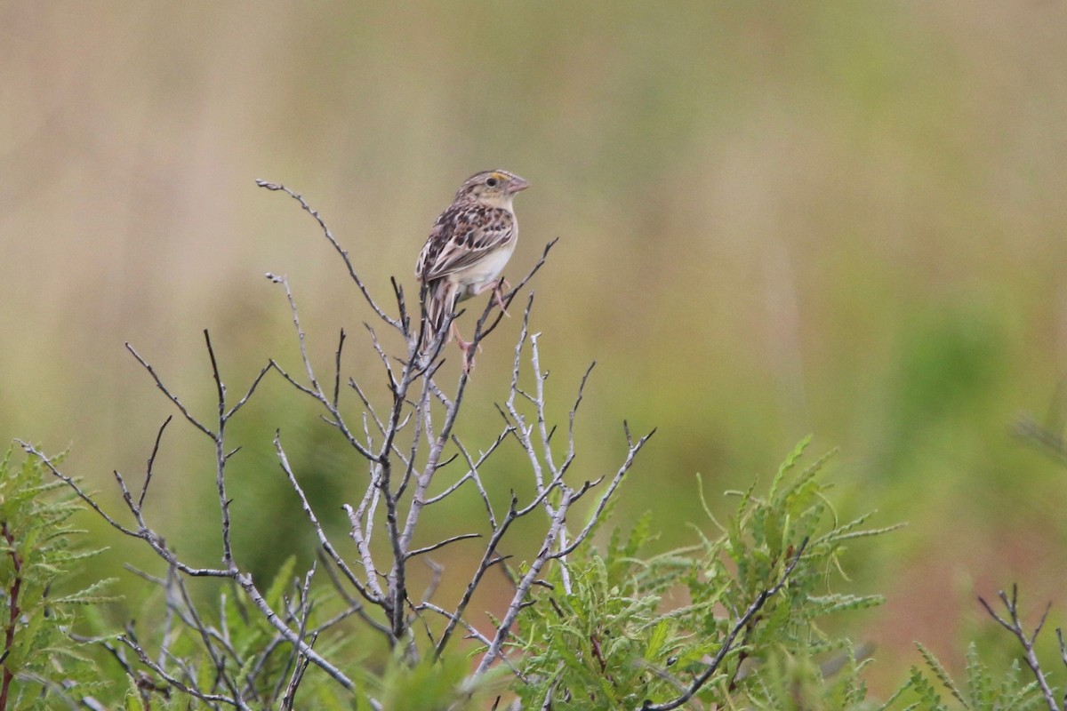 Grasshopper Sparrow - ML300744931