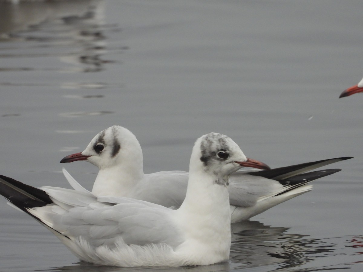 Black-headed Gull - ML300745271