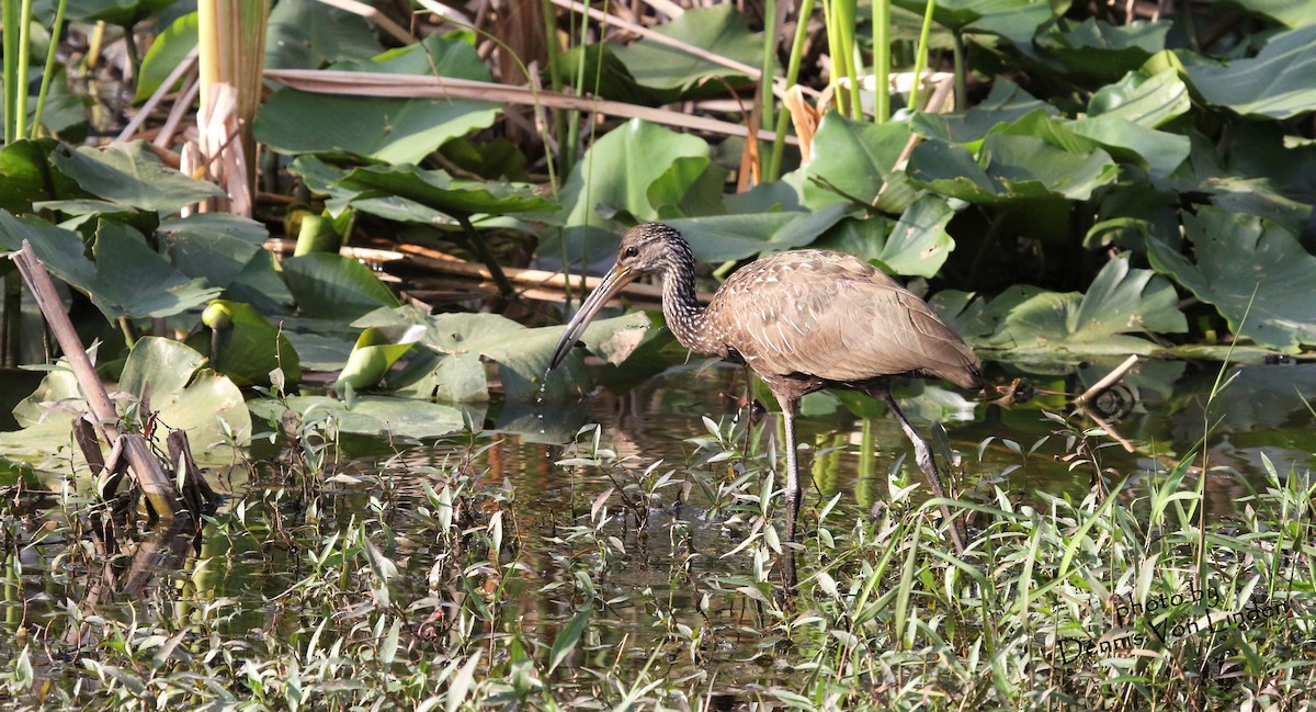 Limpkin - Dennis Von Linden