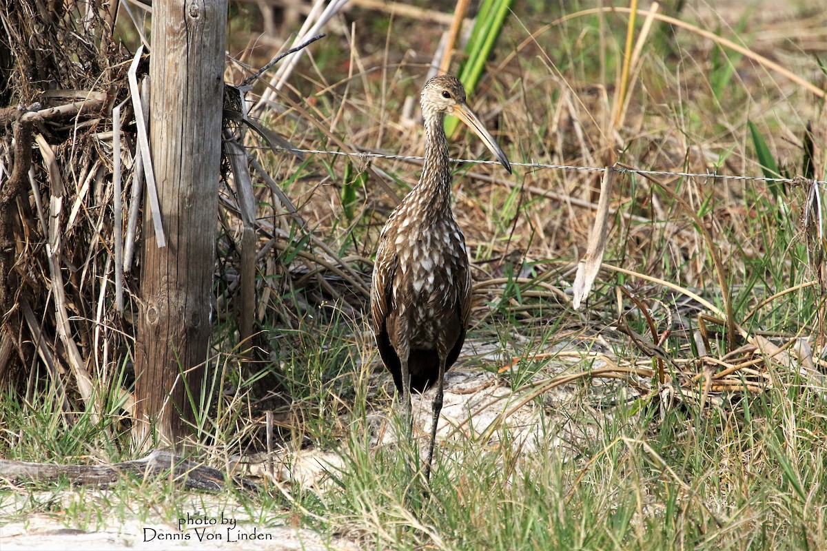 Limpkin - Dennis Von Linden